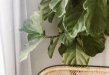 Neutral Tones: Creating Warmth and Sophistication